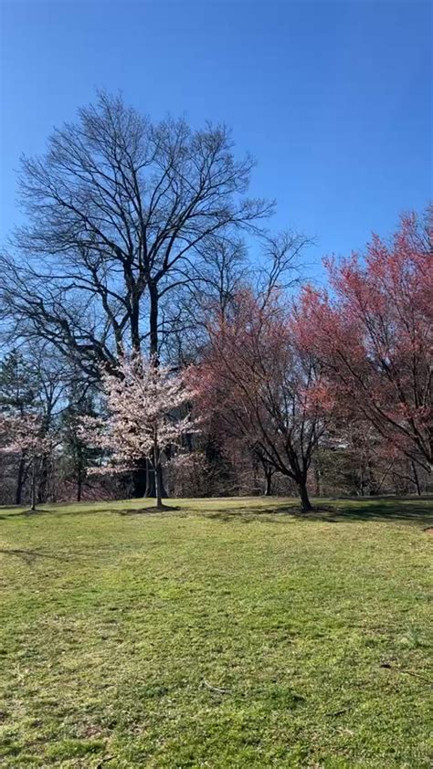 Cherry Blossom Season Essex County Branch Brook Park